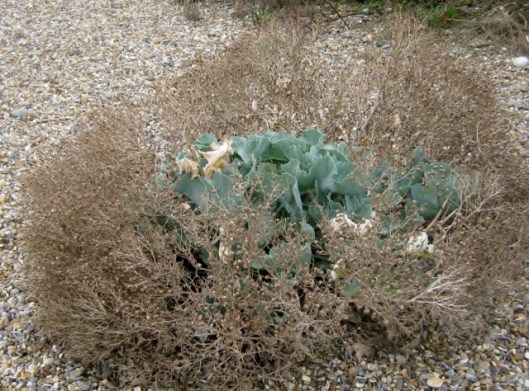 IMG_5592Sea Kale gone to seed (640x474)