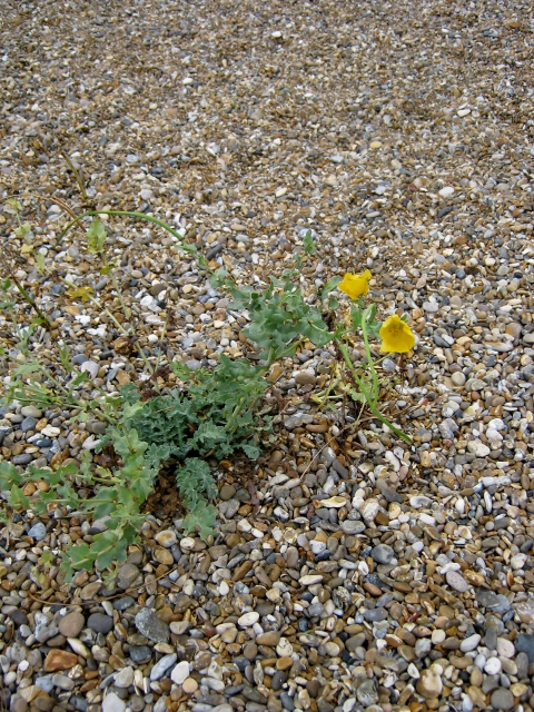 IMG_5595Yellow Horned-poppy (480x640)