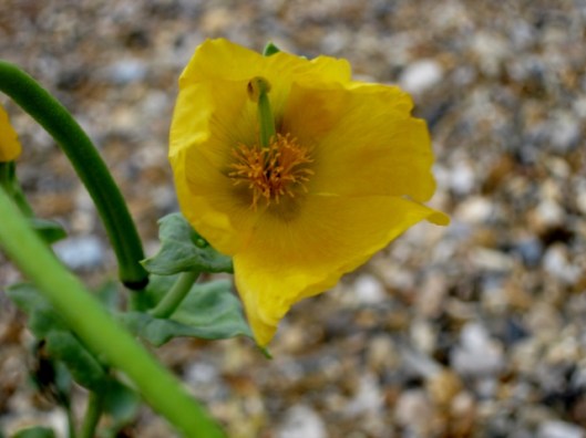 IMG_5596Yellow Horned-poppy (640x480)