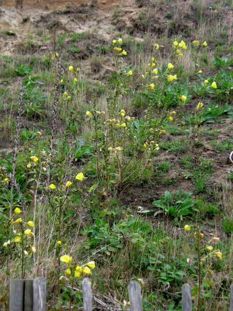 IMG_5600Evening Primrose plants (480x640)