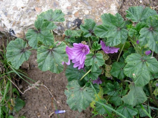 IMG_5603Common Mallow (640x480)