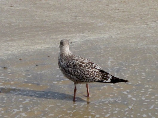 Immature Herring Gull