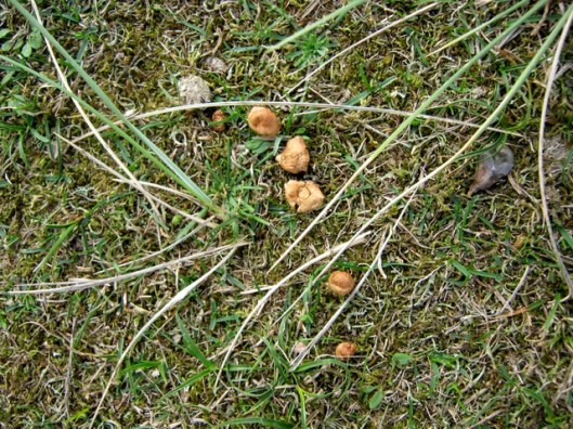 Fairy-ring Champignons
