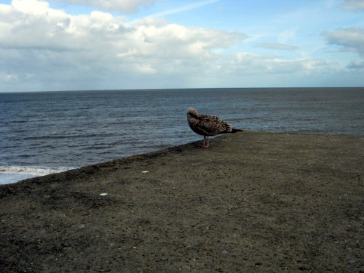 Immature Herring Gull