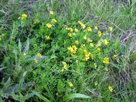 Common Bird's-foot Trefoil