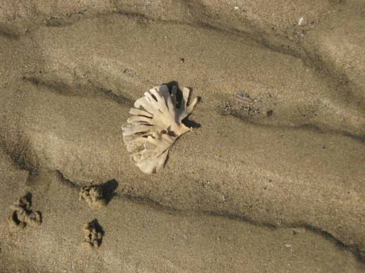 Seaweed - Horn Wrack