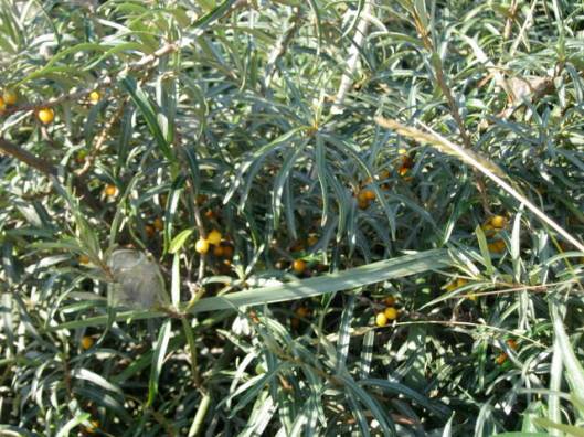 Sea Buckthorn