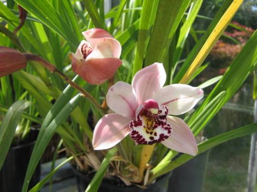 Cymbidium Orchid