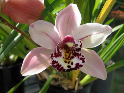 Cymbidium Orchid