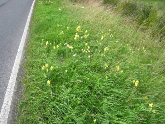 Common Toadflax with Yarrow