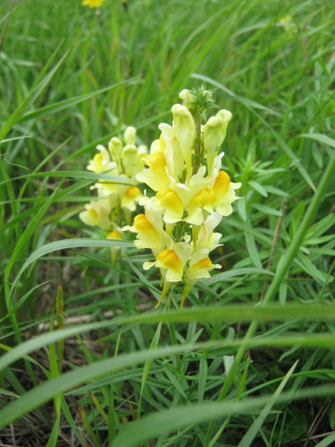 Common Toadflax