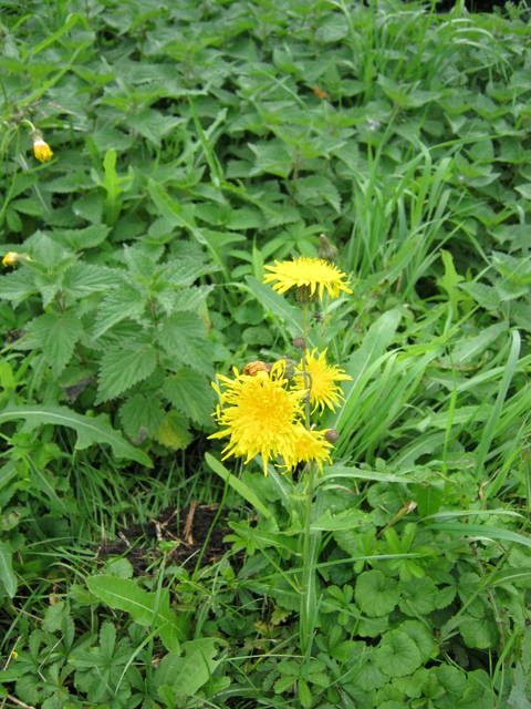 Perennial Sow-thistle