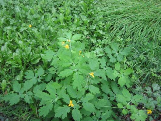 Greater Celandine