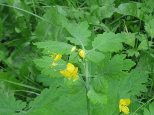 Greater Celandine