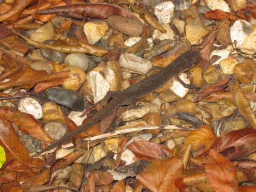 Juvenile Common Lizard