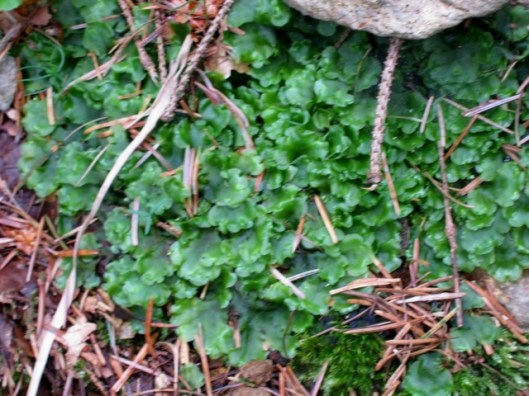IMG_5234Liverwort