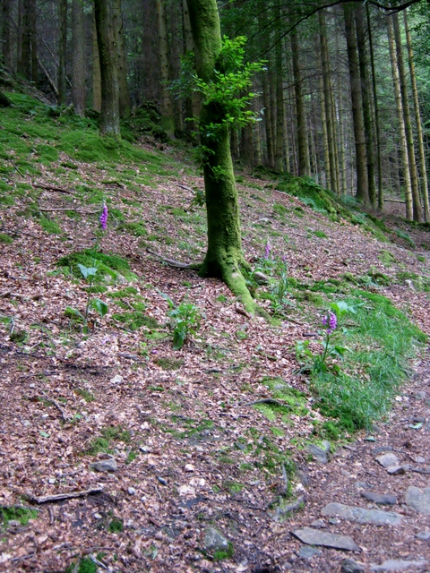 IMG_5236Dobgill wood