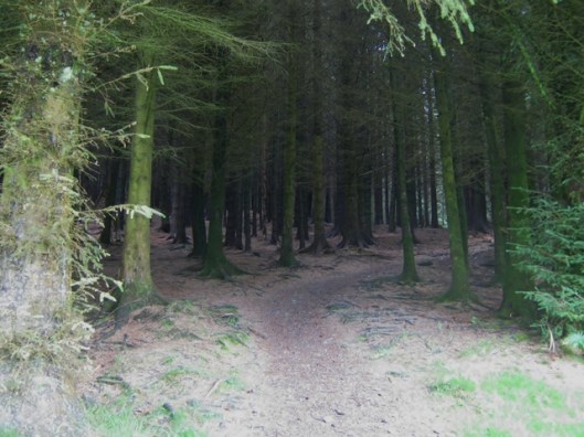 IMG_5237Whinlatter Forest