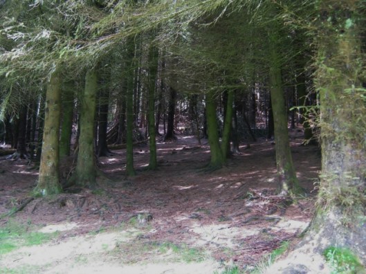 IMG_5238Whinlatter Forest