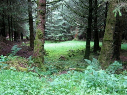 IMG_5240Forest glade