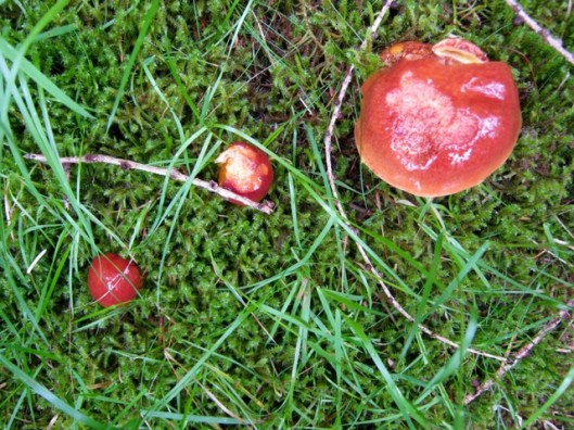 IMG_5243Bolete fungus perhaps