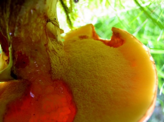 IMG_5244Underside of the Bolete