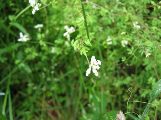 IMG_5245Climbing Corydalis