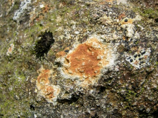 IMG_5249Lichen