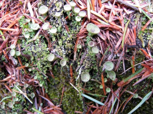 IMG_5250Lichen perhaps Cladonia pyxidata
