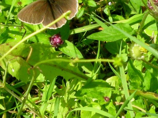 IMG_5251Ringlet perhaps