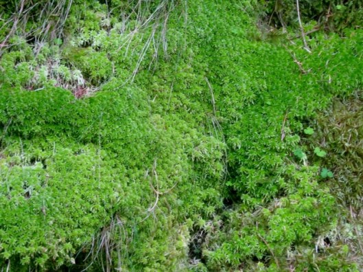 IMG_5252Moss