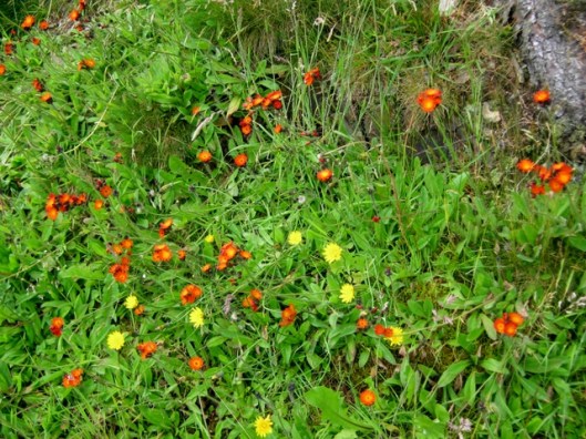 IMG_5254Fox and cubs