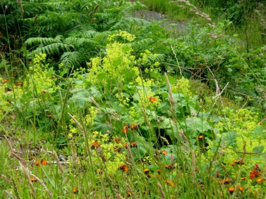 IMG_5256Lady's-mantle