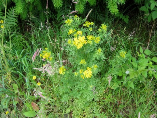 IMG_5258Common Ragwort