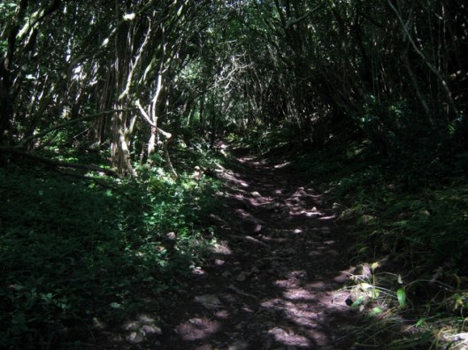 IMG_5358Walk through the wood