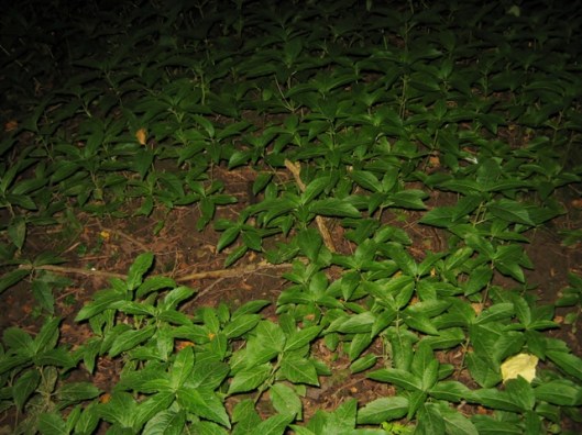 IMG_5359Rhododendron leaves