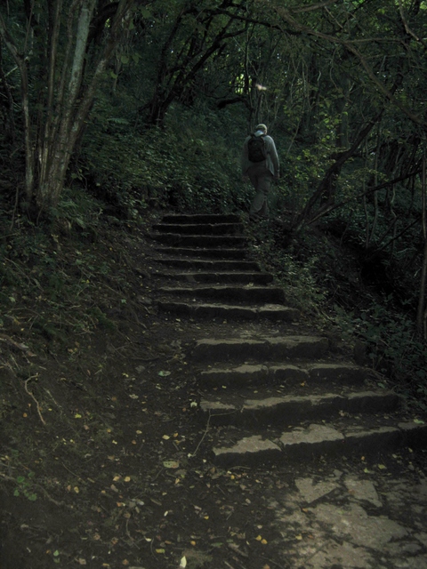IMG_5360Steps up through wood