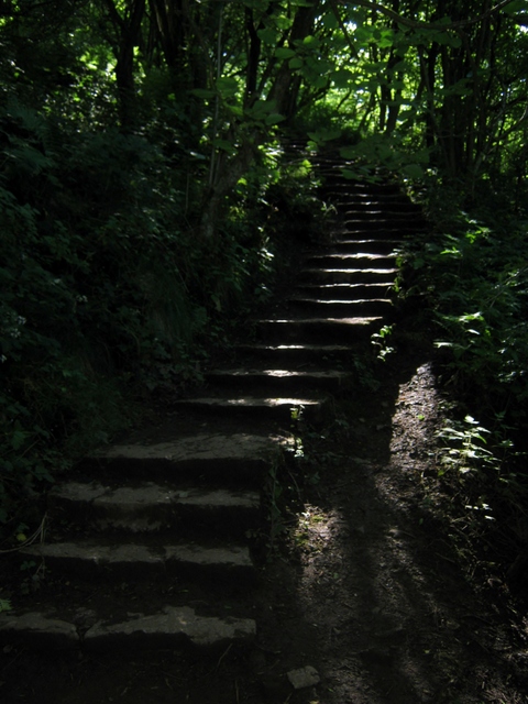 IMG_5362Steps up through wood