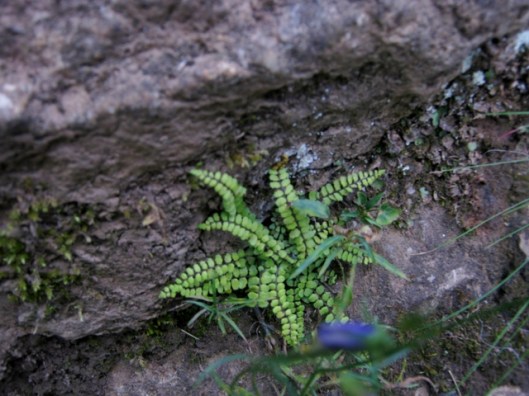 IMG_5380Tiny maidenhair spleenwort