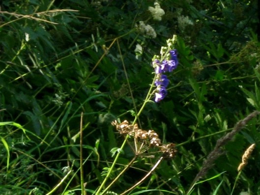 IMG_5382Jacob's Ladder