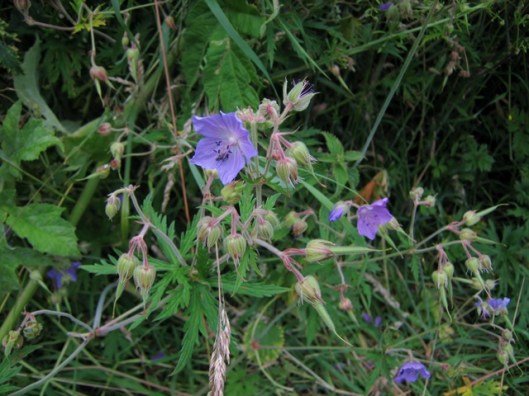 IMG_5392Meadow Crane's-bill