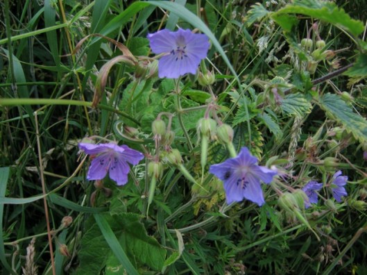 IMG_5393Meadow Crane's-bill
