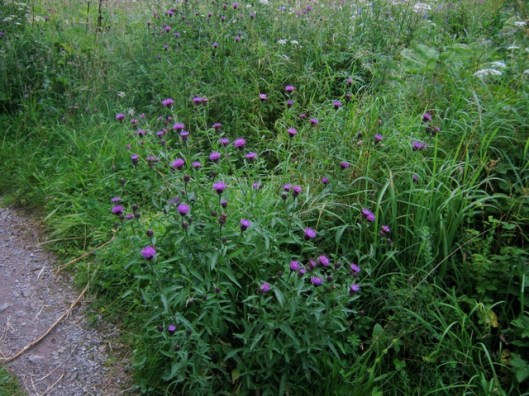 IMG_5396Common Knapweed