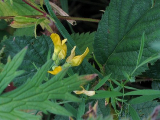 IMG_5401Meadow Vetchling