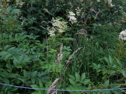 IMG_5403Meadowsweet
