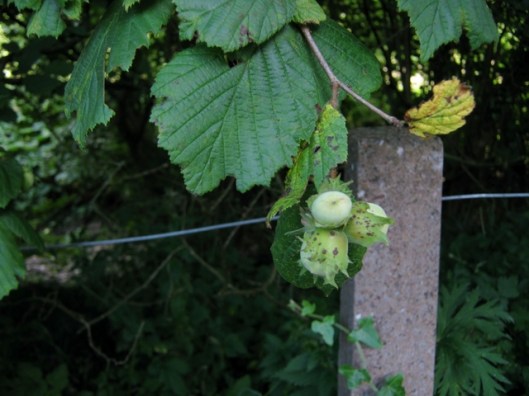 IMG_5404Hazel nuts
