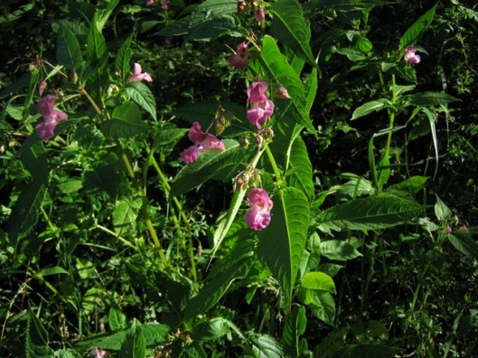 IMG_5405Indian Balsam