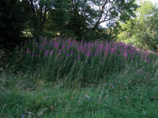 IMG_5407Rosebay Willowherb