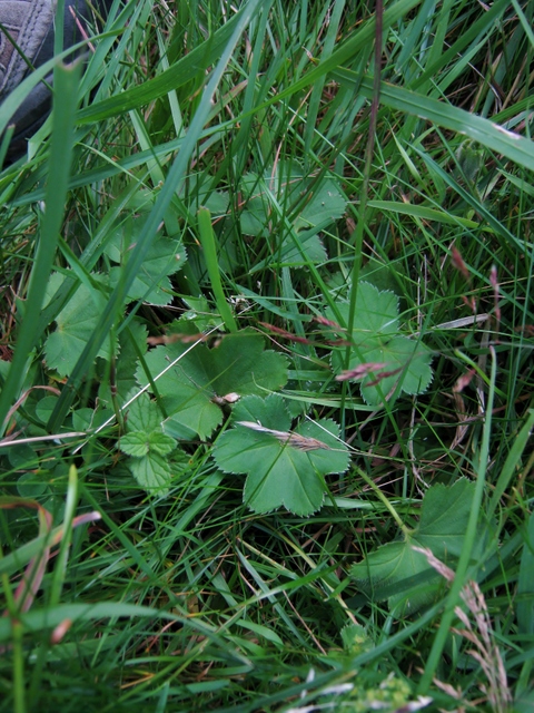 IMG_5409Lady's Mantle
