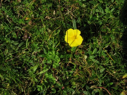 IMG_5417Cinquefoil